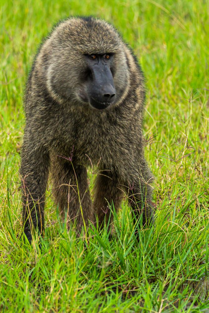 prächtiger Bursche