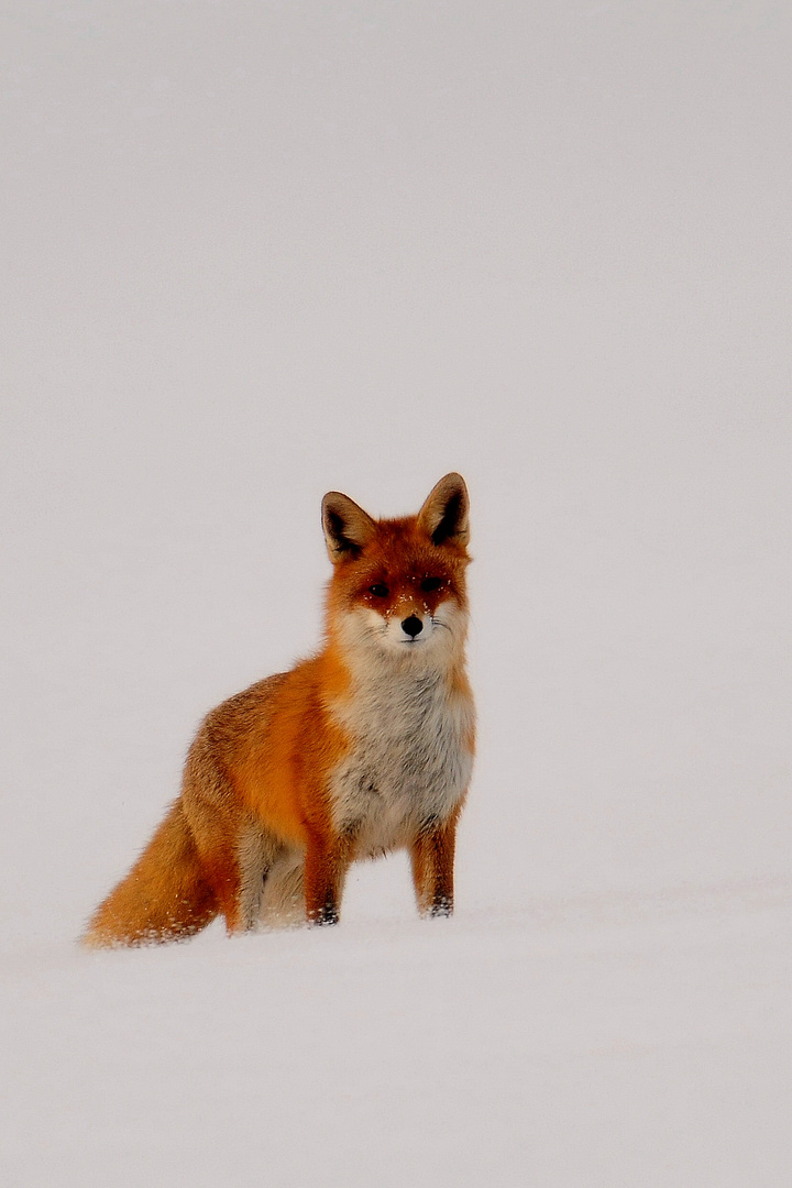 Prächtiger Fuchs in heftigem Schneetreiben