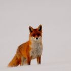 Prächtiger Fuchs in heftigem Schneetreiben