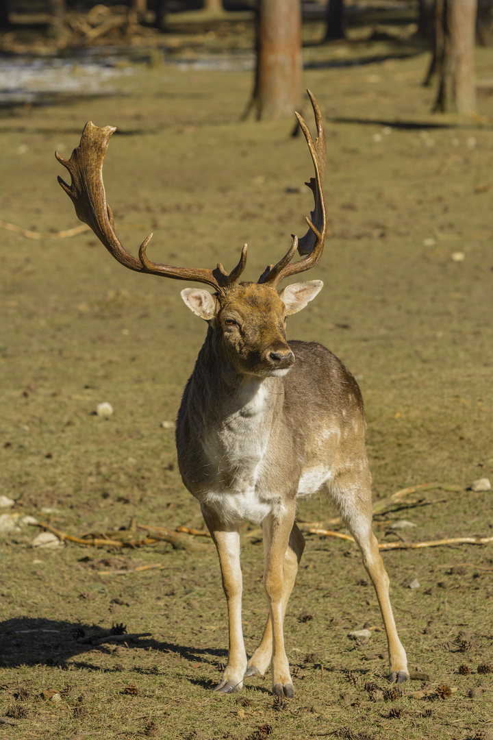 Prächtiger Hirsch