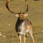 Prächtiger Hirsch