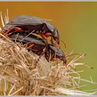 Prächtiger Kanalkäfer (Amara aulica)