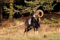 Prächtiger Kopfschmuck beim Widder