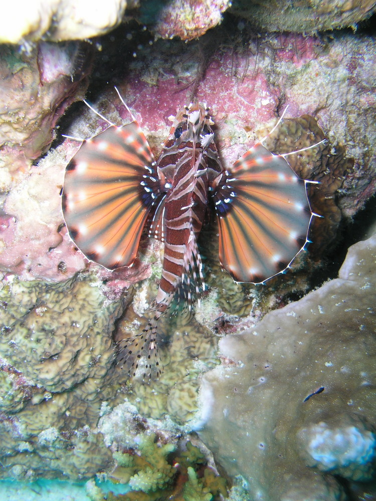 Prächtiger Lionfish