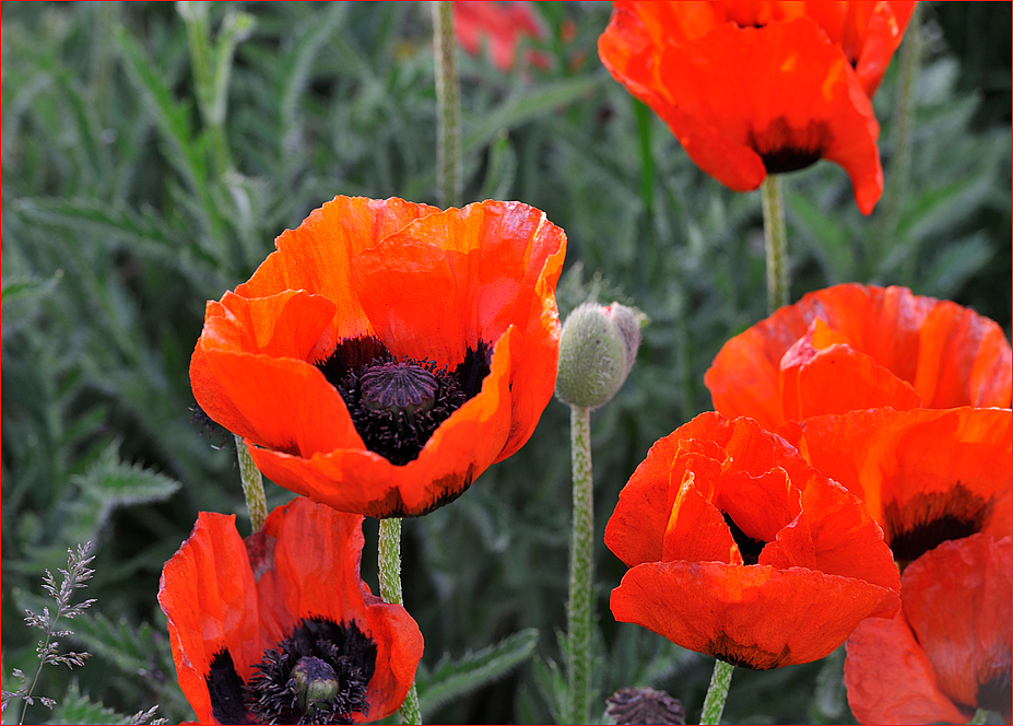 ...prächtiger Mohn