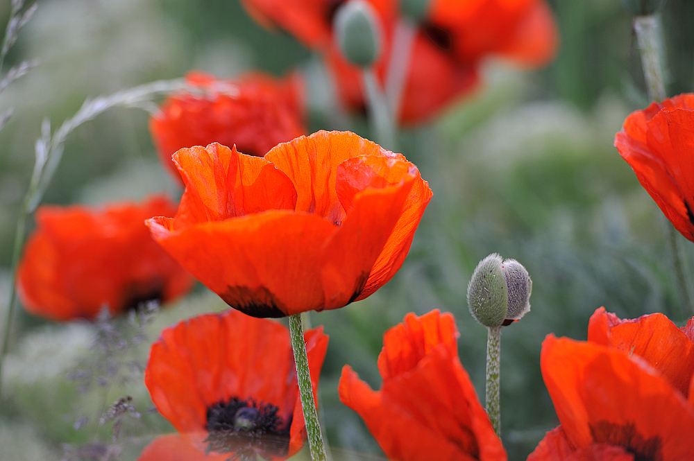 ...prächtiger Mohn II