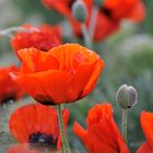 ...prächtiger Mohn II