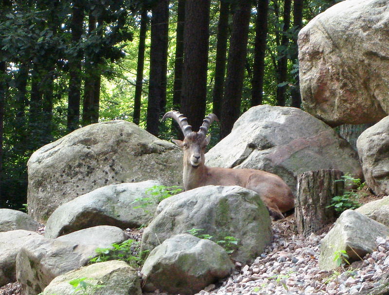 Prächtiger Steinbock