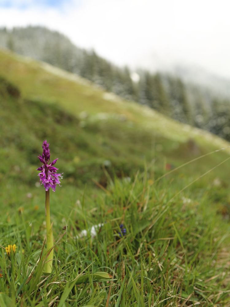 Prächtiges auf der Alm