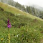 Prächtiges auf der Alm