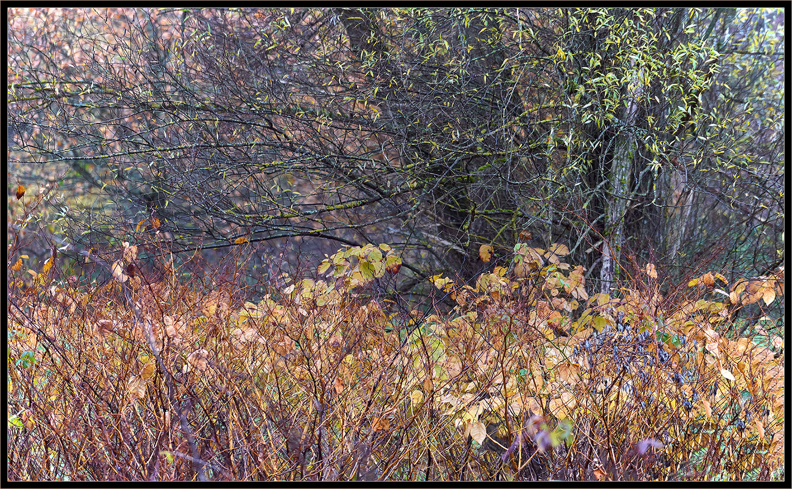 Prächtiges Herbstlaub