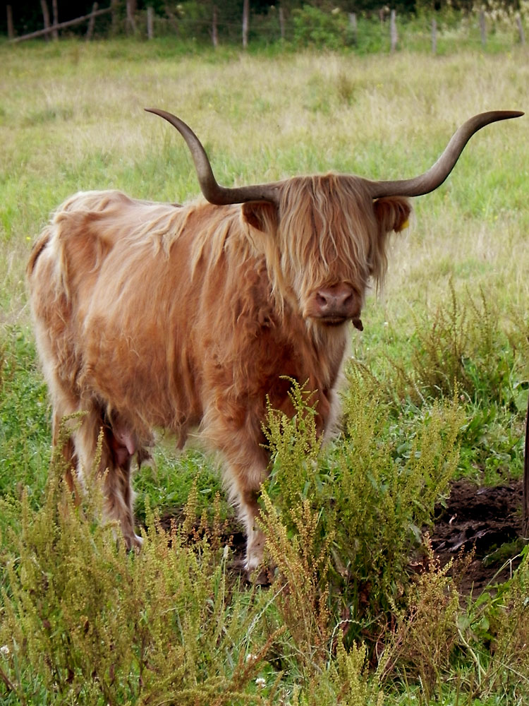 Kuh mit Hörner Foto & Bild  tiere, haustiere, nutztiere Bilder auf  fotocommunity