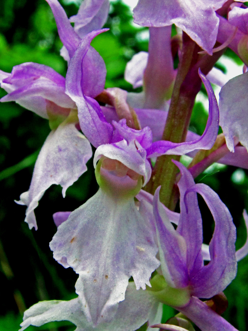 Prächtiges Knabenkraut (Orchis mascula subsp. speciosa)