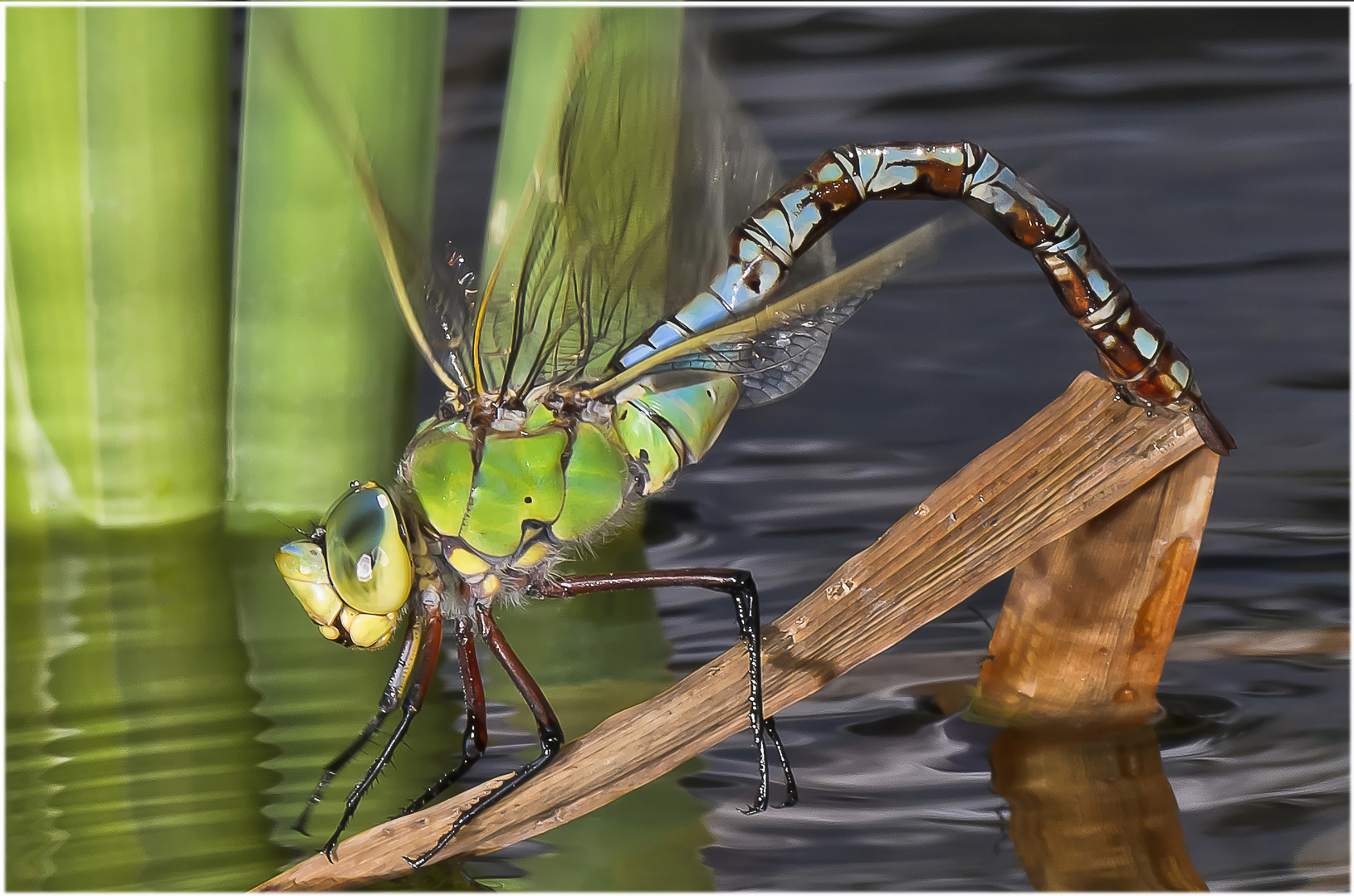 Prächtiges Weibchen der großen Königslibellen (Anax imperator)