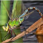 Prächtiges Weibchen der großen Königslibellen (Anax imperator)