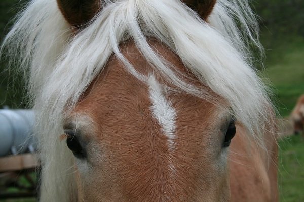 Prämienstute Mendosa Haflinger