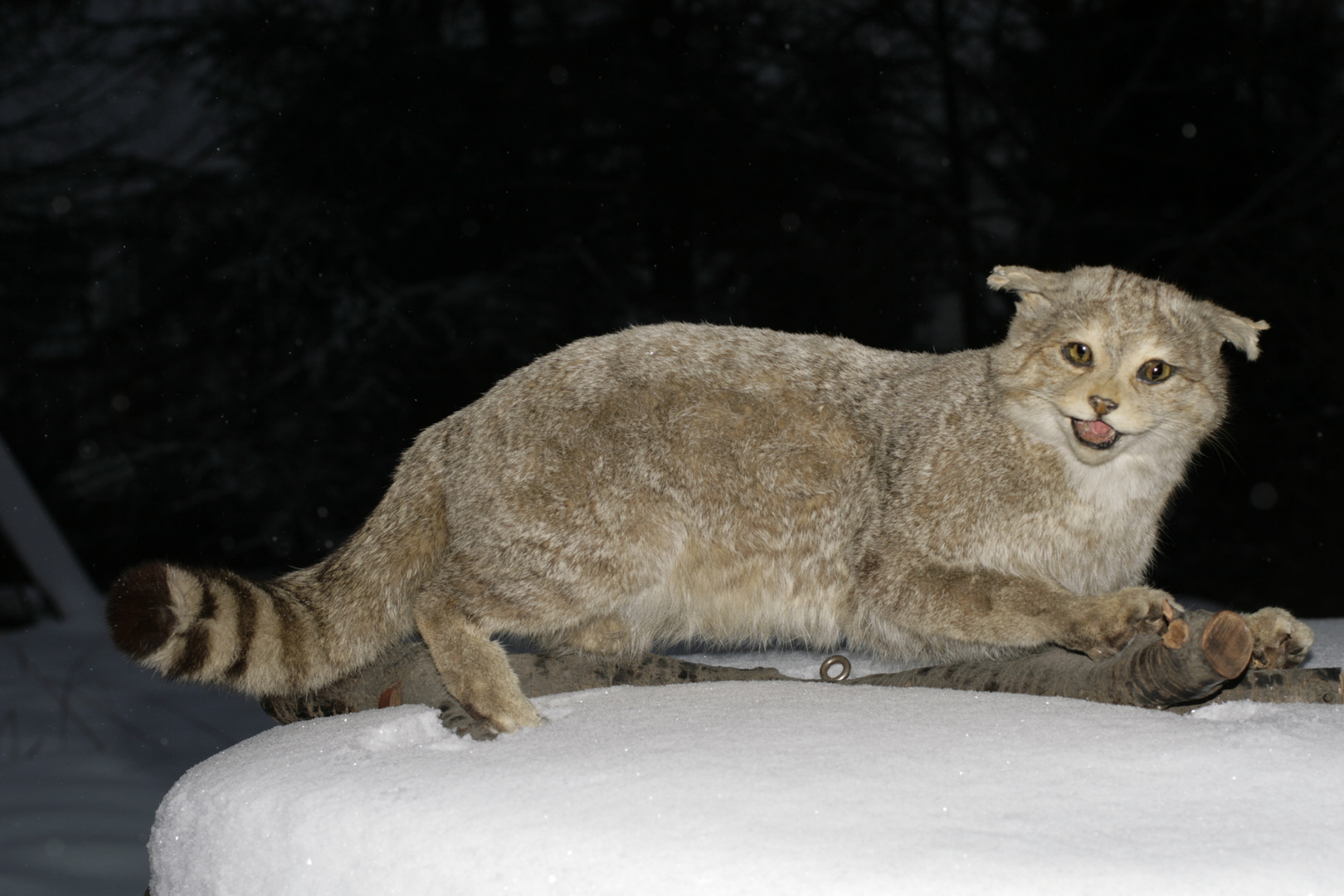 Präparat einer Wildkatze