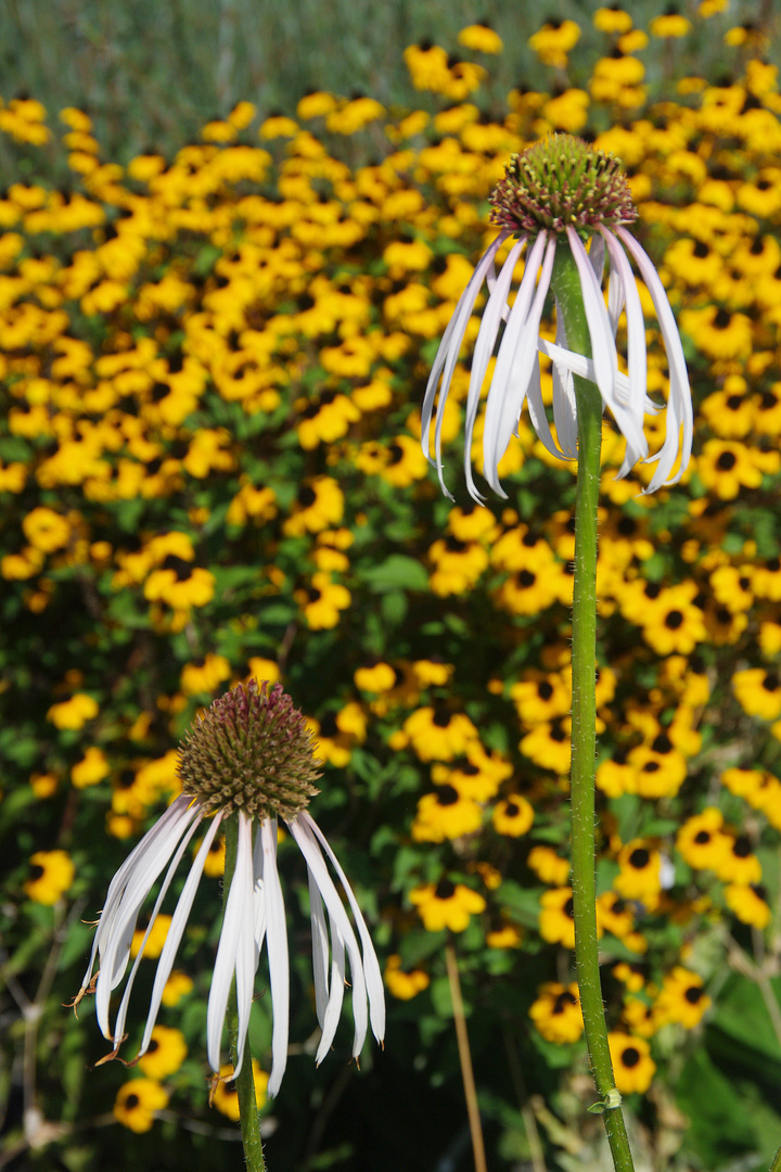 Prärie-Igelkopf (Echinacea pallida)