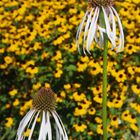 Prärie-Igelkopf (Echinacea pallida)