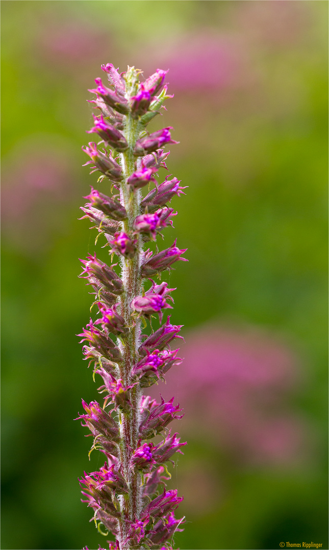 Prärie Prachtscharte (Liatris pycnostachya)