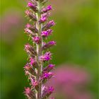 Prärie Prachtscharte (Liatris pycnostachya)