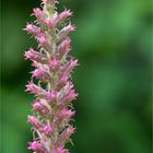 Prärie Prachtscharte (Liatris pycnostachya)