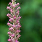 Prärie Prachtscharte (Liatris pycnostachya).