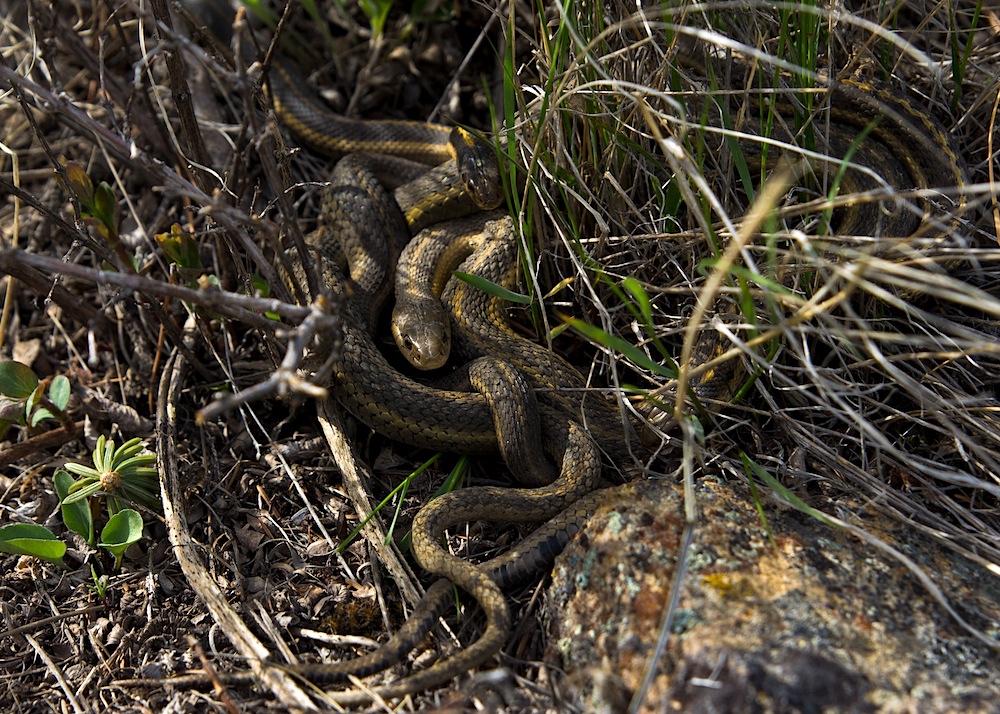 Prärie-Strumpfbandnater (Thamnophis radix) - Paarung (I)