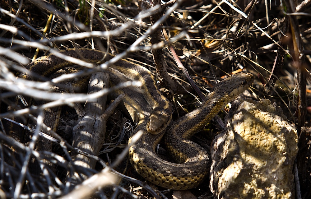 Prärie-Strumpfbandnater (Thamnophis radix) - Paarung (II)