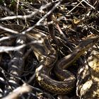 Prärie-Strumpfbandnater (Thamnophis radix) - Paarung (II)