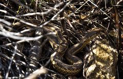 Prärie-Strumpfbandnater (Thamnophis radix) - Paarung (II)