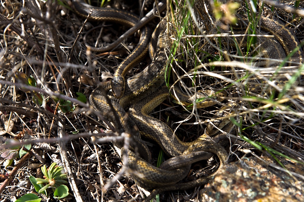 Prärie-Strumpfbandnater (Thamnophis radix) - Paarung (III)