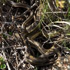 Prärie-Strumpfbandnater (Thamnophis radix) - Paarung (III)