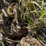 Prärie-Strumpfbandnater (Thamnophis radix) - Paarung (IV)