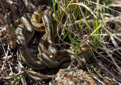 Prärie-Strumpfbandnater (Thamnophis radix) - Paarung (IV)