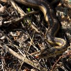 Prärie-Strumpfbandnater (Thamnophis radix) - Paarung (V)