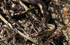 Prärie-Strumpfbandnater (Thamnophis radix) - Paarung (V)