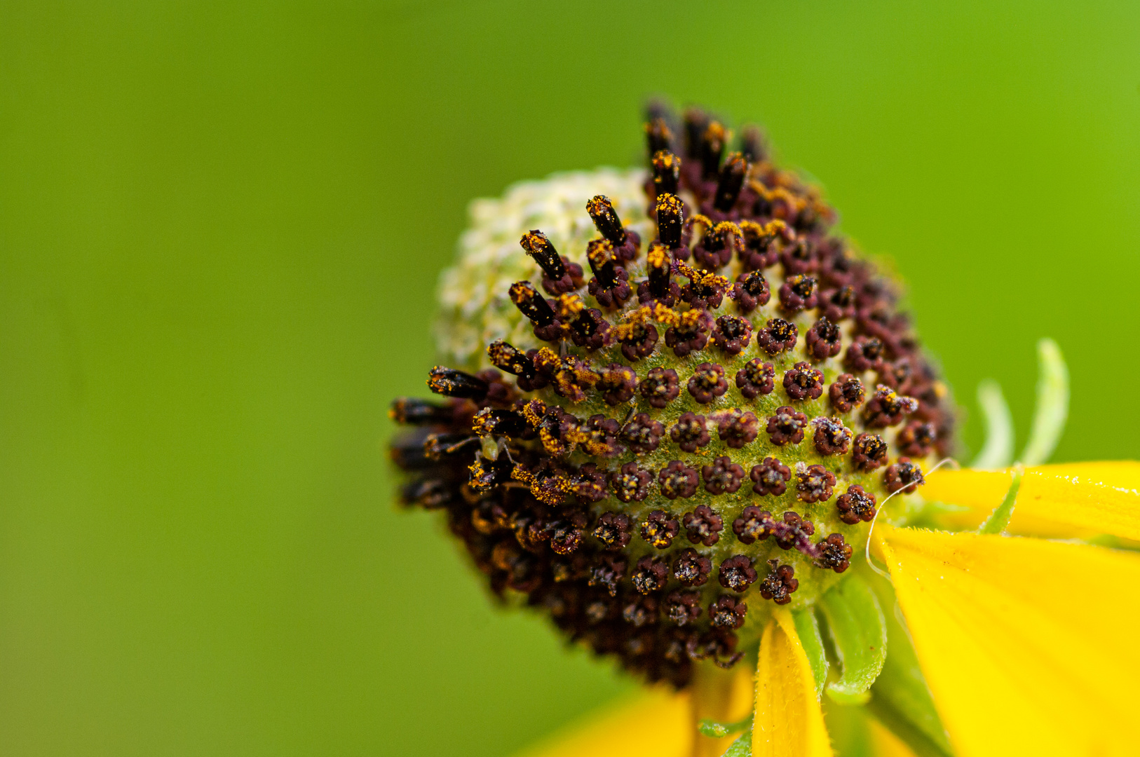 Prärie Zapfenblume