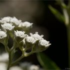 Prärieampfer (Parthenium integrifolium)
