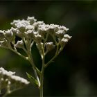 Prärieampfer (Parthenium integrifolium)..