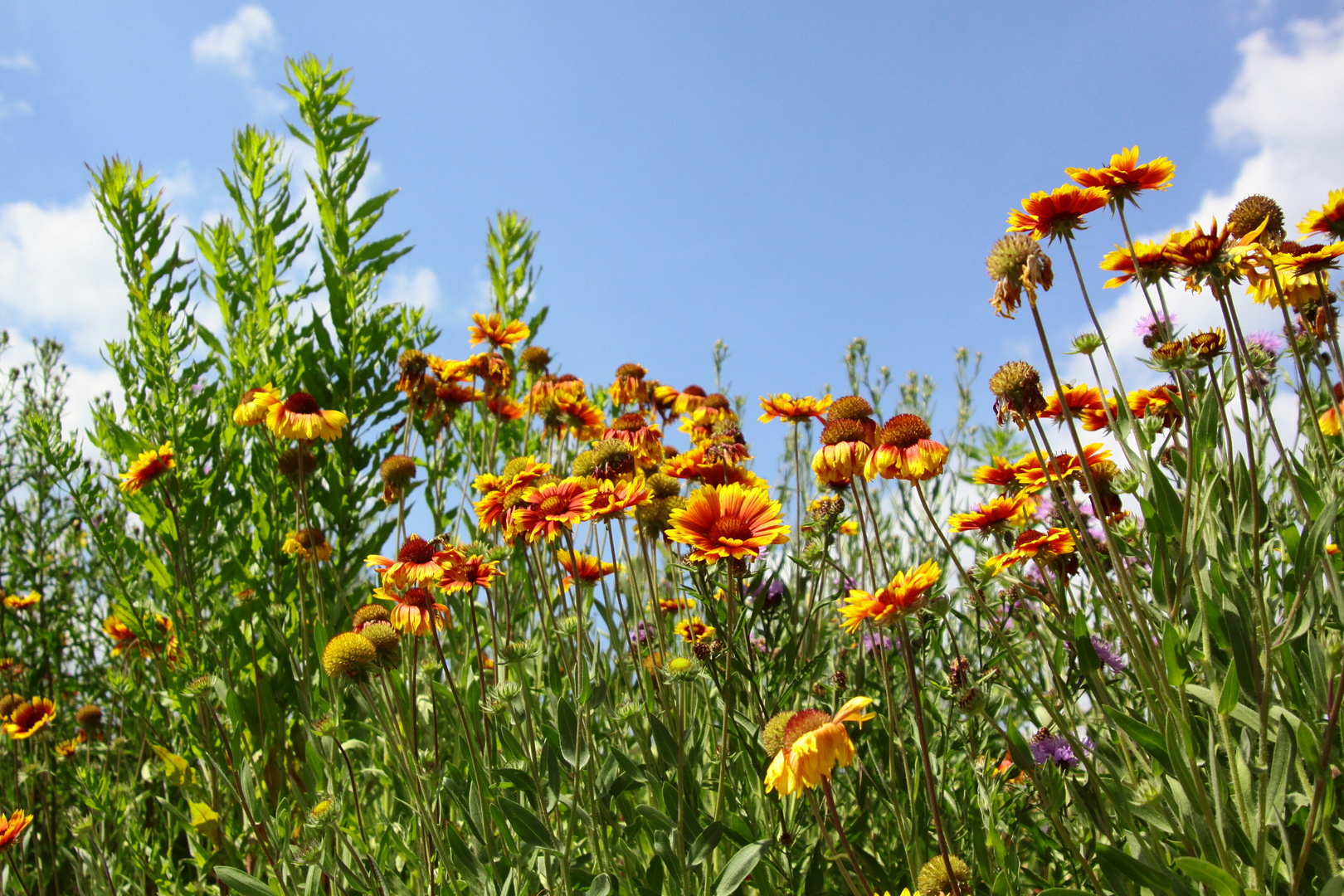 Prärieblumen