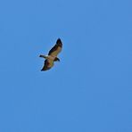 Präriebussard - Swainson's Hawk (Buteo swainsoni)