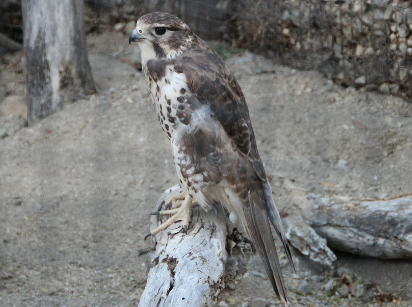 Präriefalke - Falco mexicanus