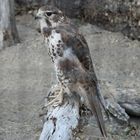 Präriefalke - Falco mexicanus