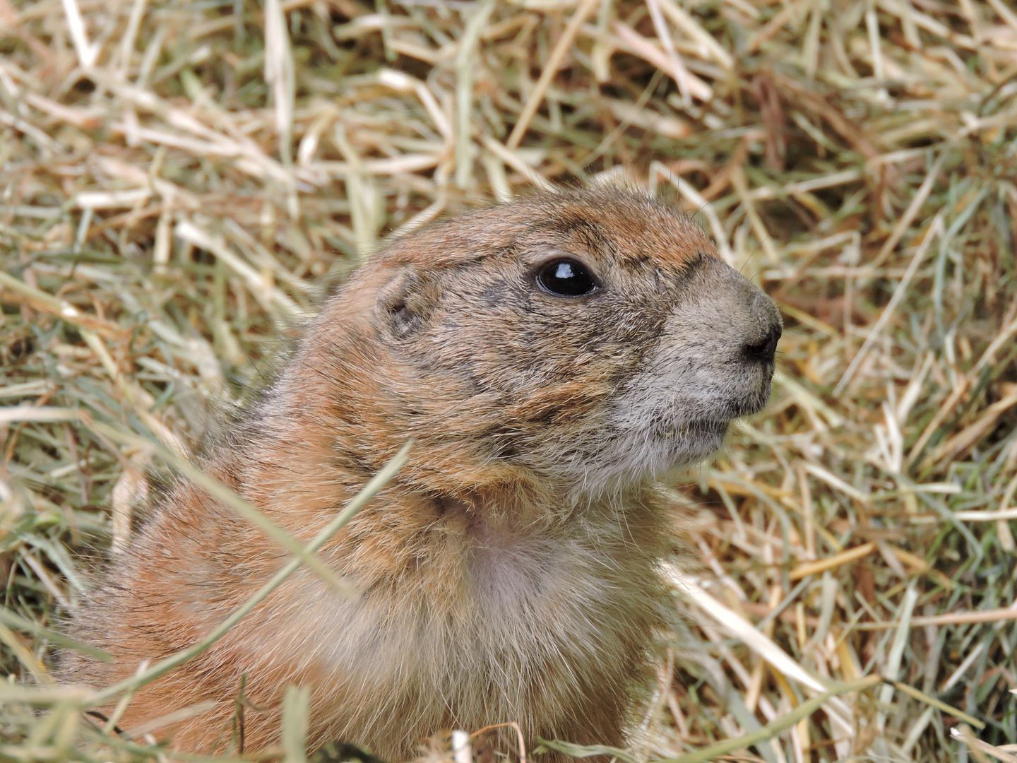 Präriehörnchen