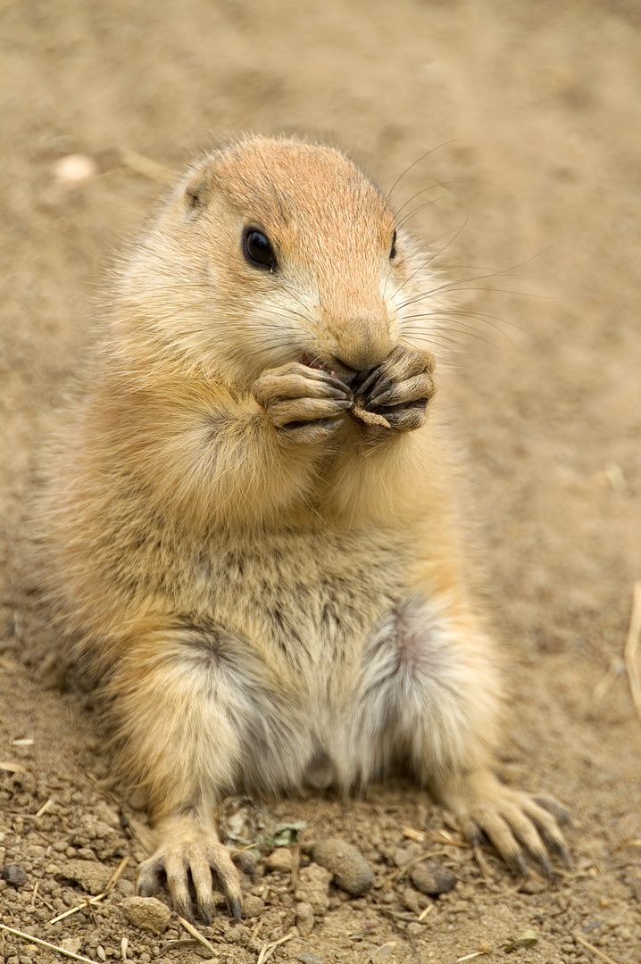 Präriehündchen