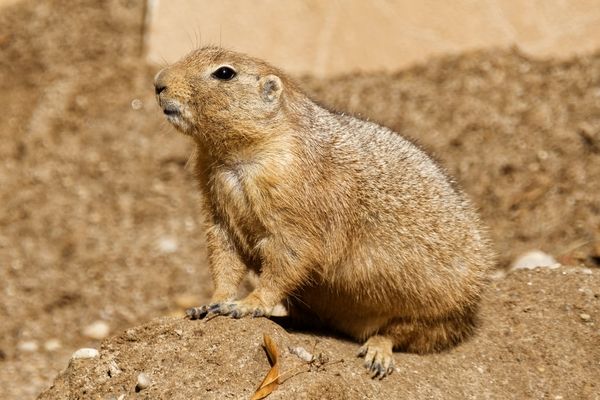 Präriehund 