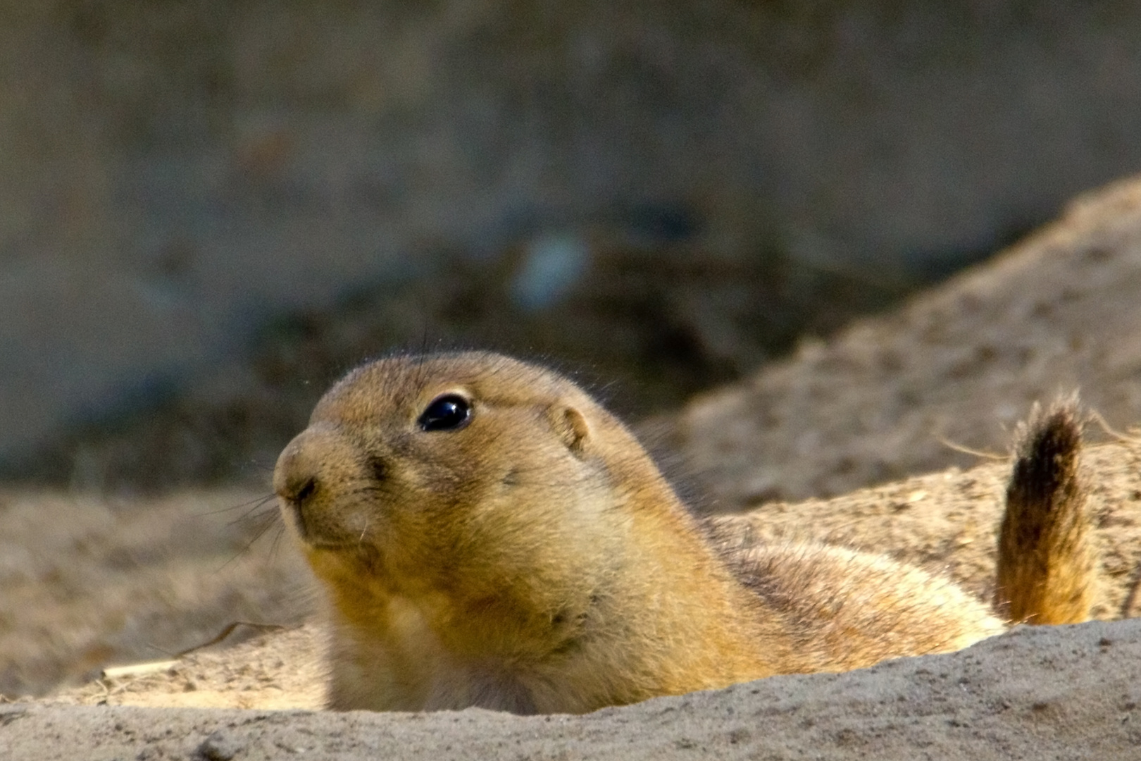 Präriehund auf dem Wachposten / Prairie dog at the guard post