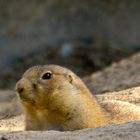 Präriehund auf dem Wachposten / Prairie dog at the guard post