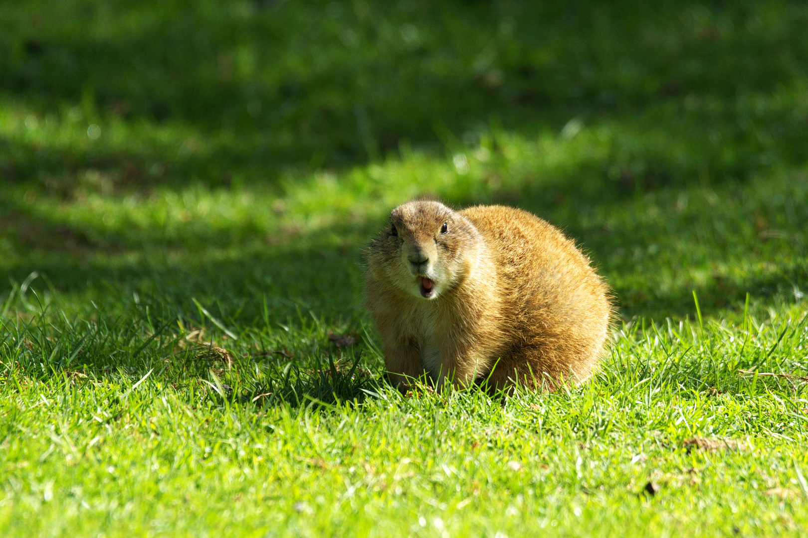 Präriehund aus dem Wildpark Ortenburg 2